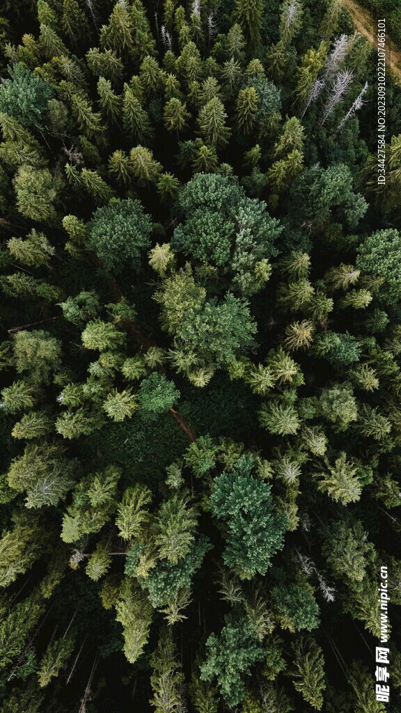 航拍树林素材