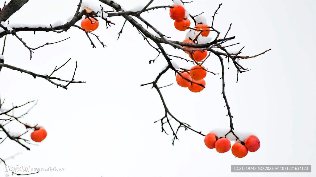 枝头的柿子摄影