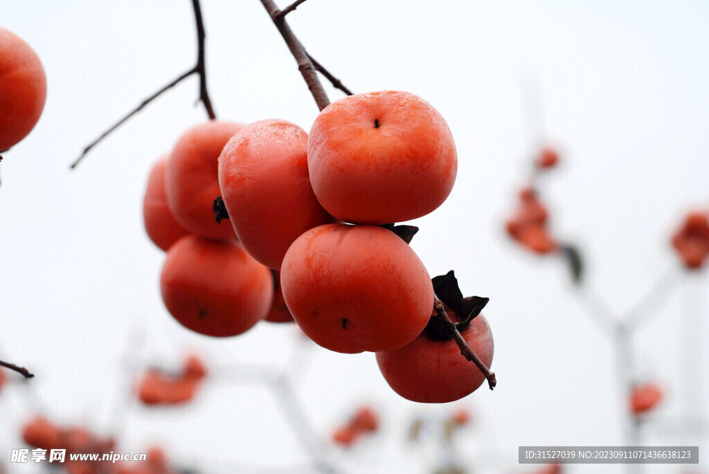 枝头新鲜柿子