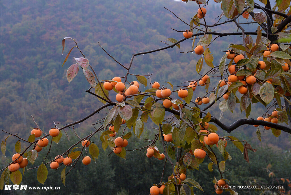 柿子摄影素材