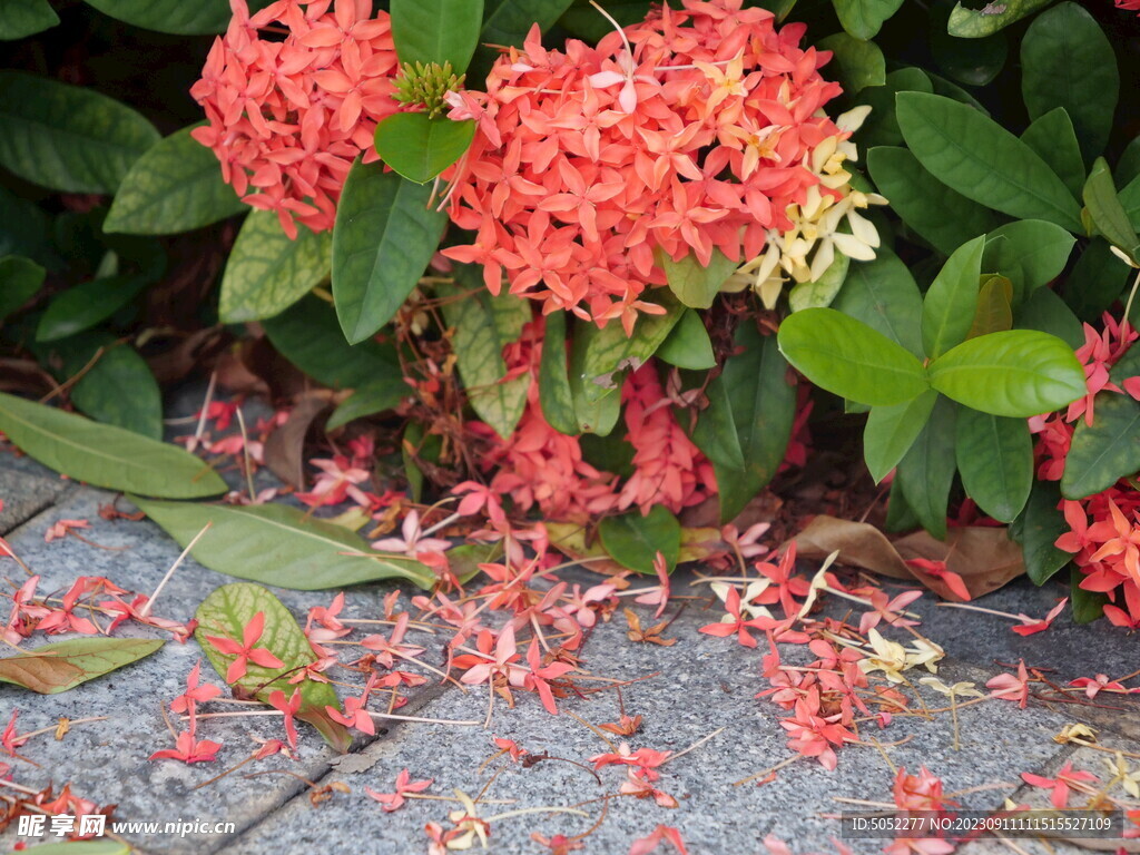 花瓣飘落