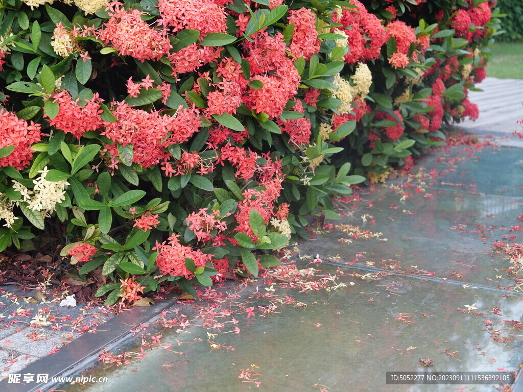花瓣落地