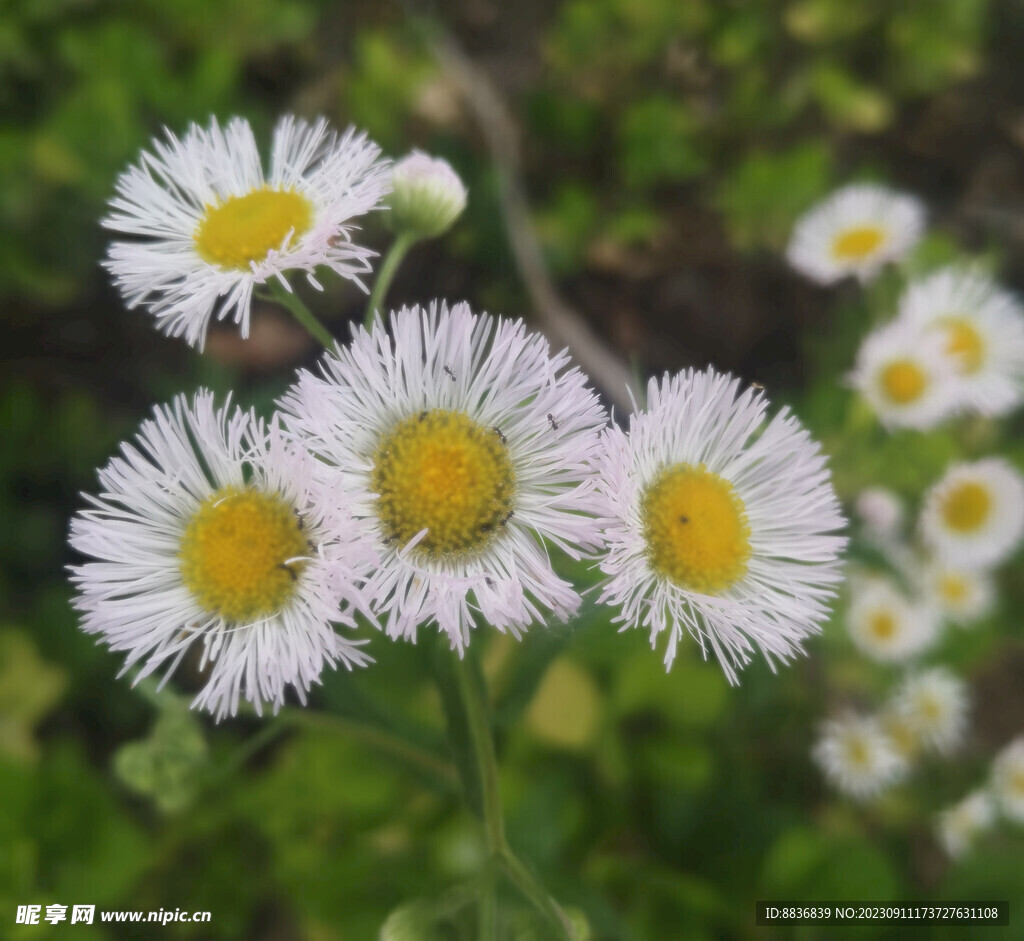 蓬花