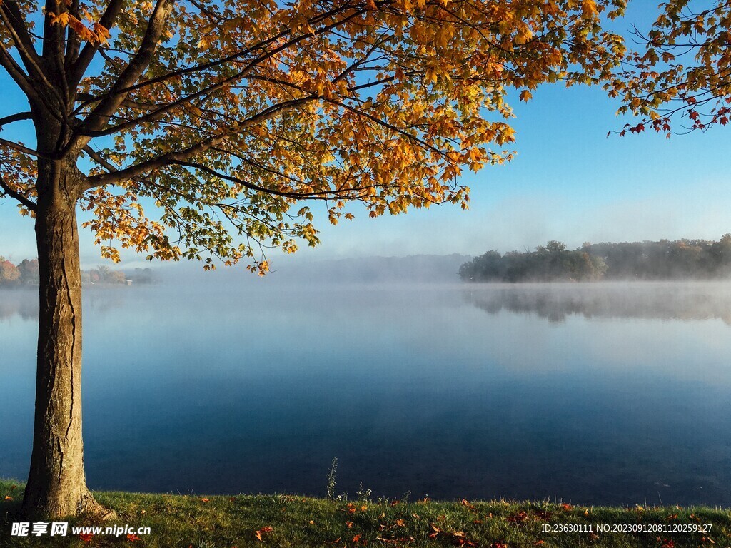湖边的树