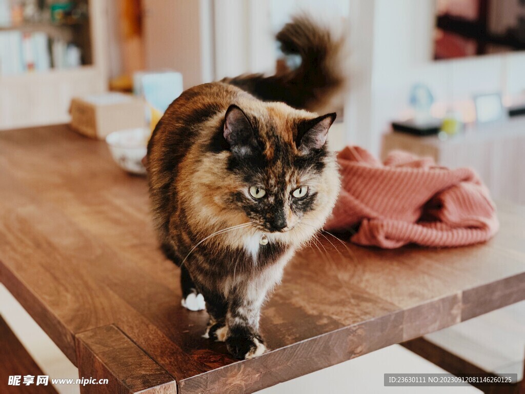 猫