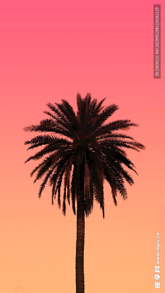 椰子树
