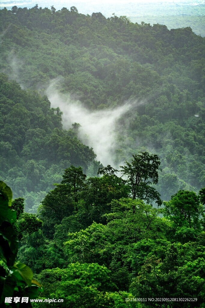 山林