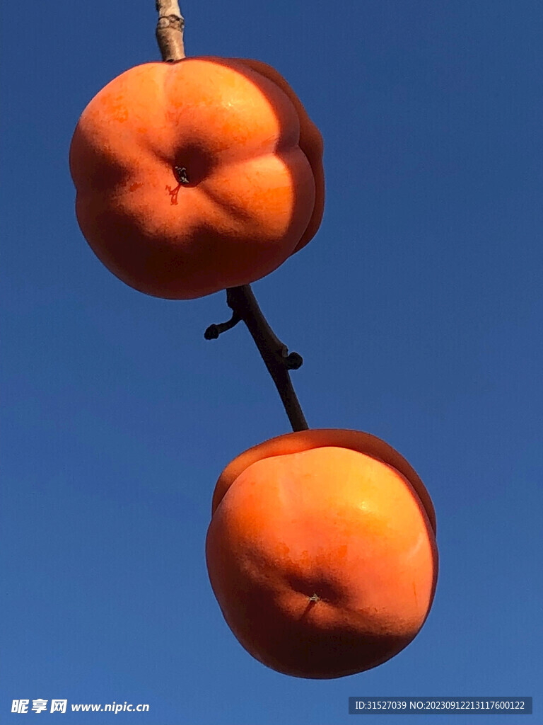 柿子高清摄影图