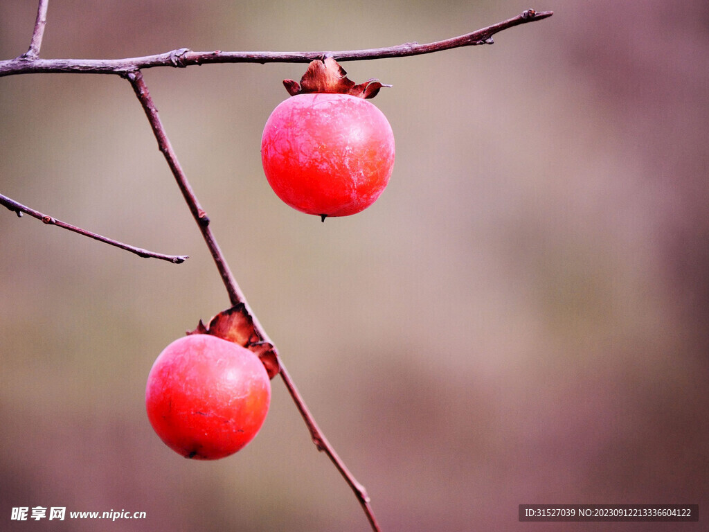 枝头柿子特写