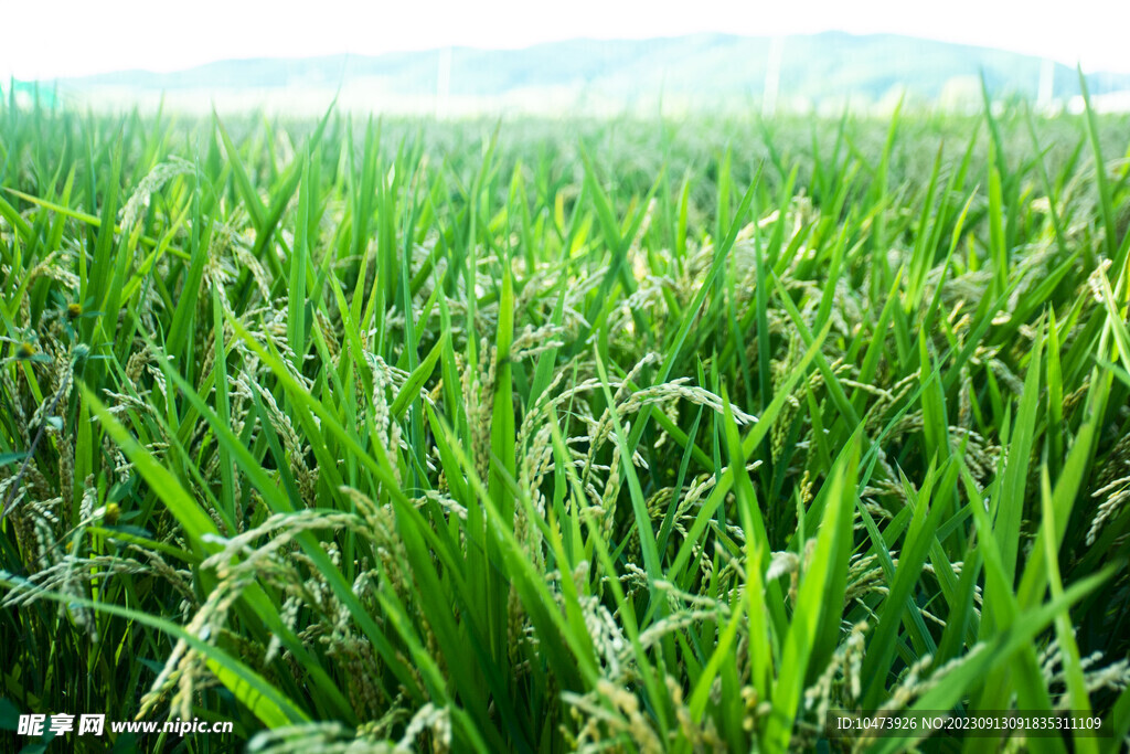 绿油油渐熟的稻穗