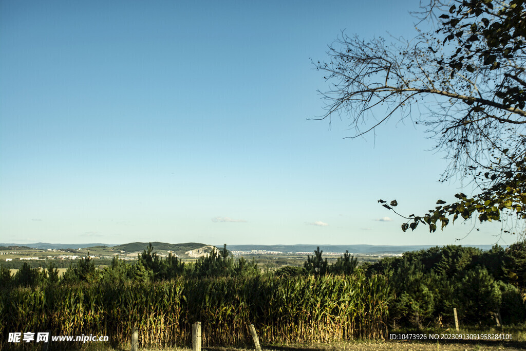 农田树林风景图片