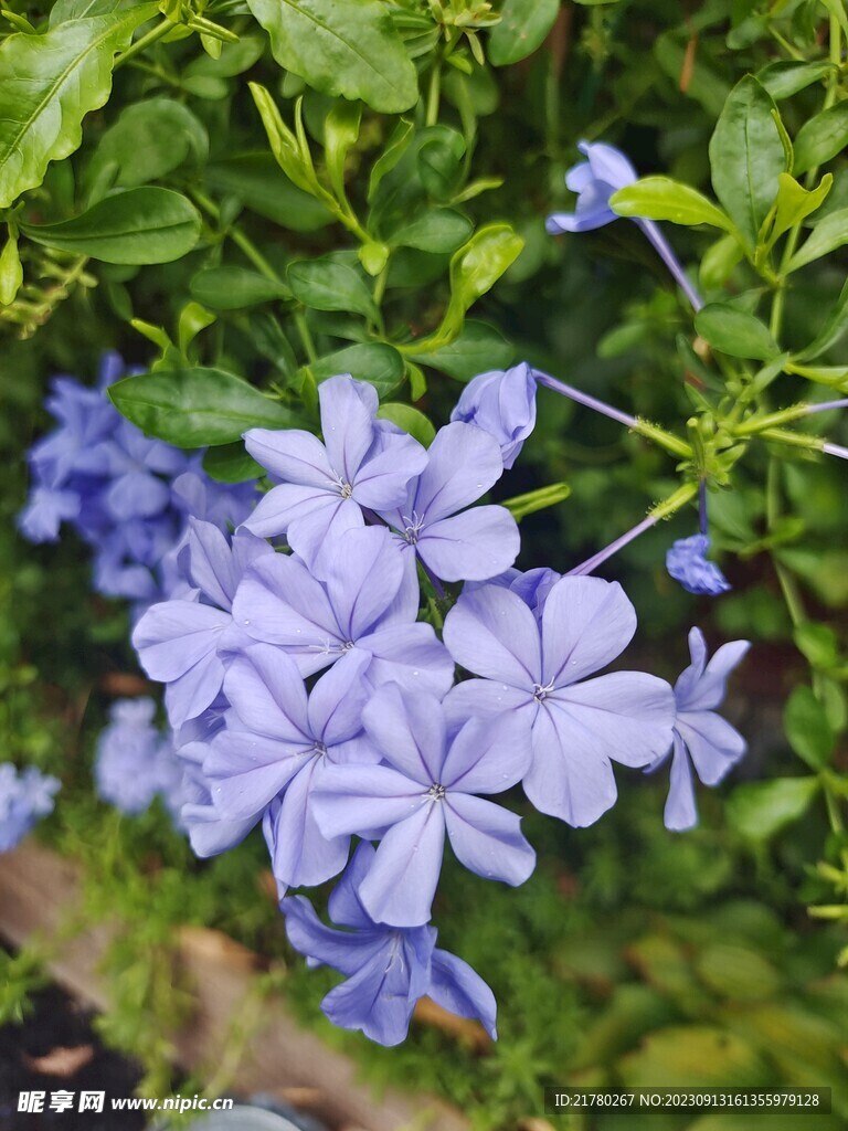 蓝雪花