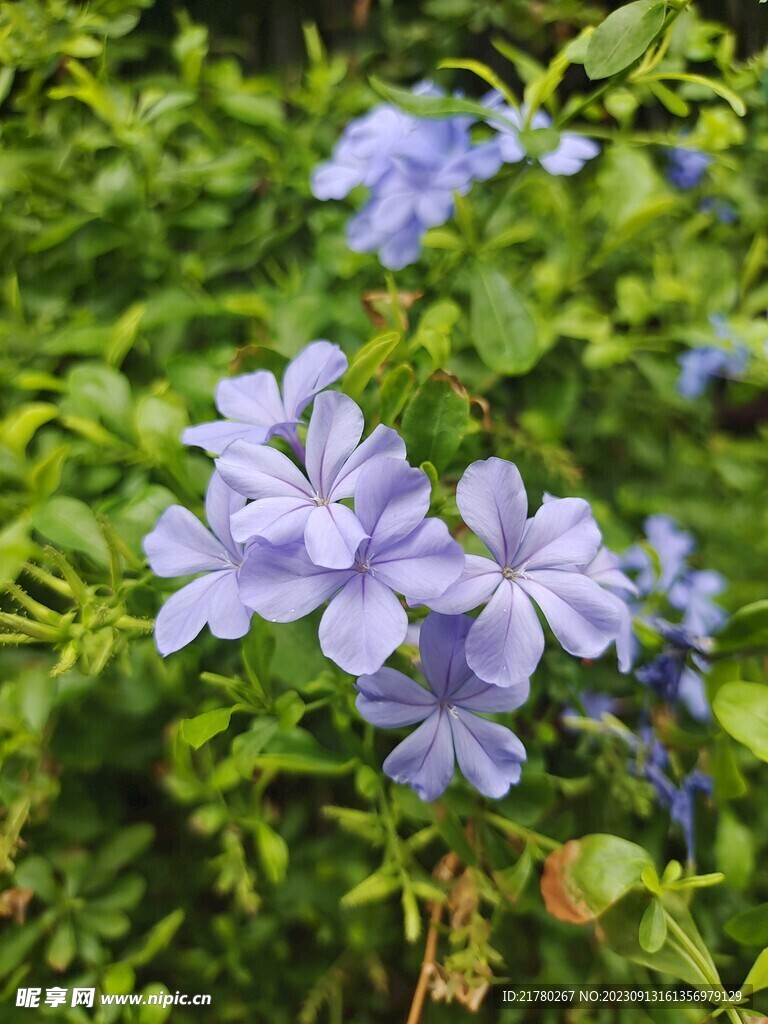 蓝花丹
