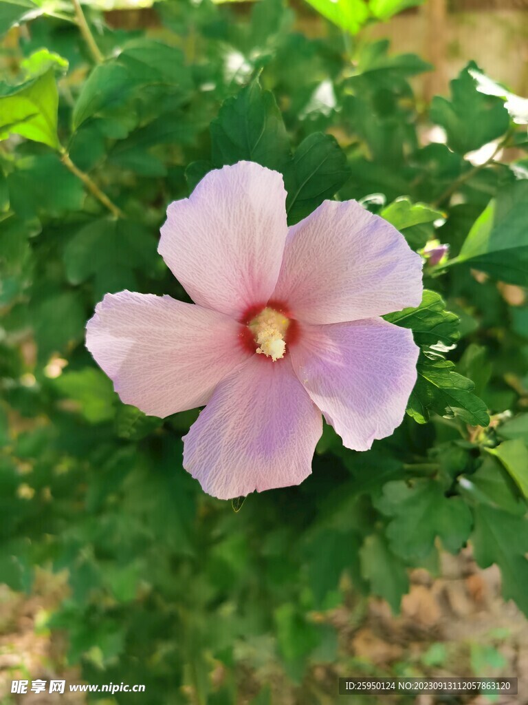 木棉花