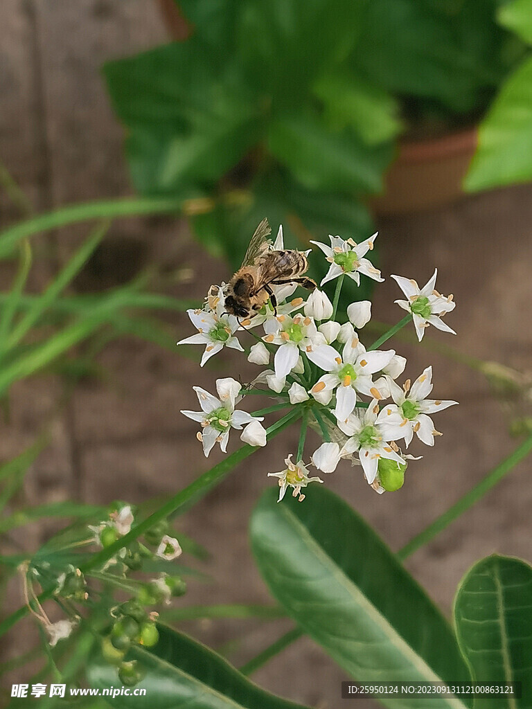 韭花