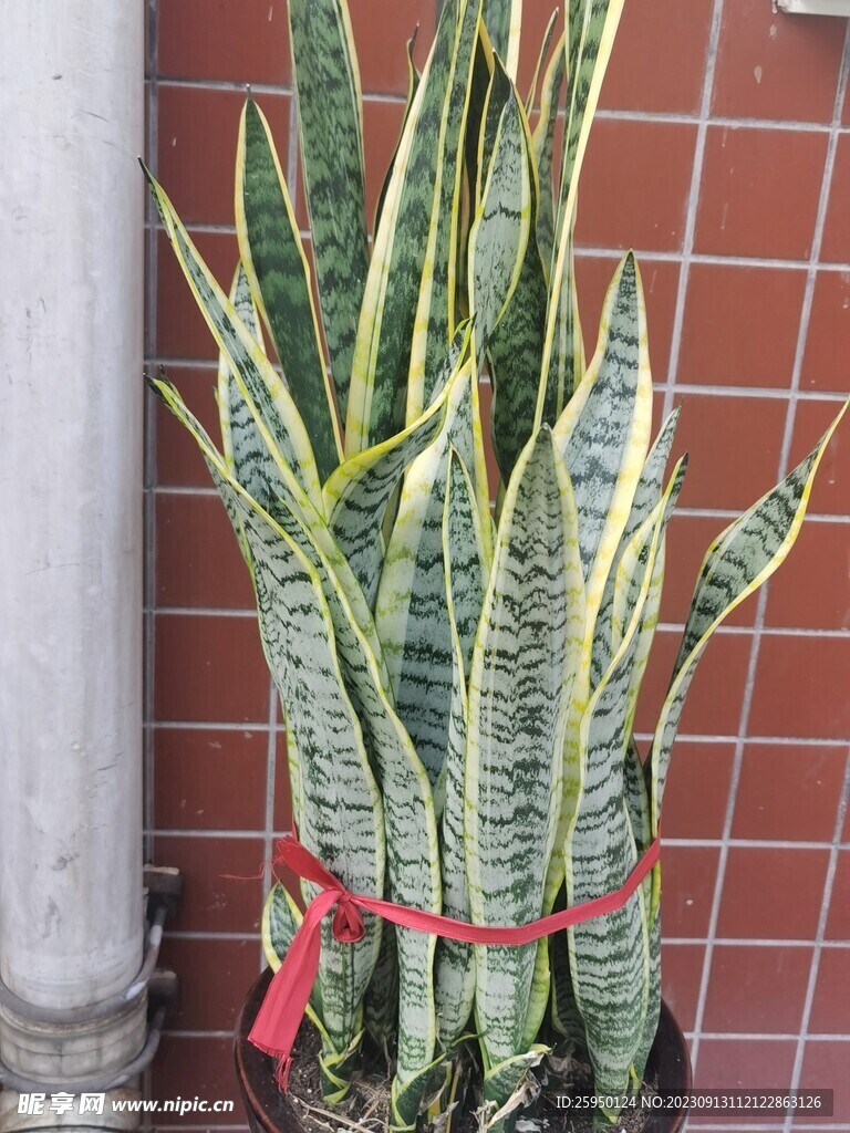 虎皮兰