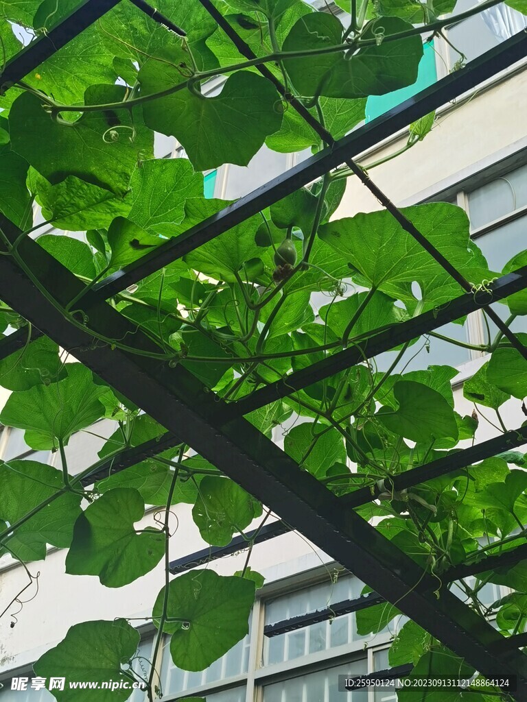 葫芦