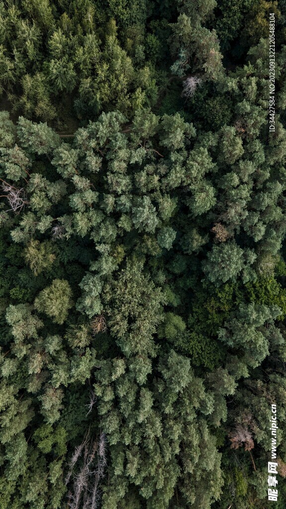 航拍树林