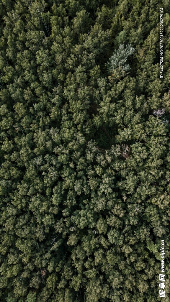航拍树林