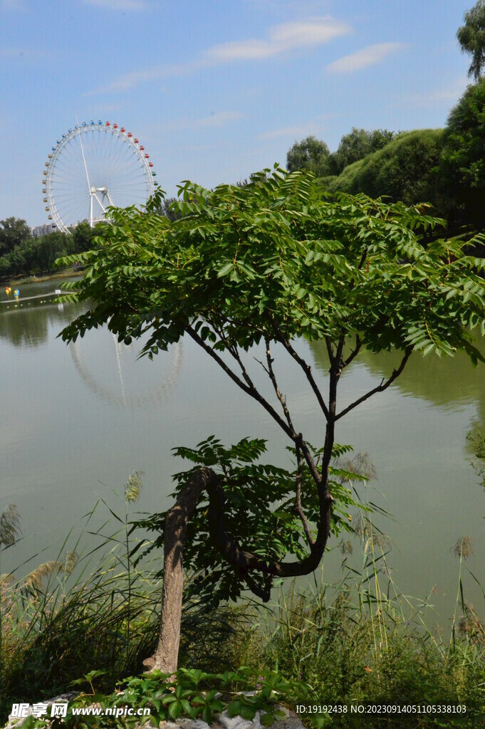 公园风景 