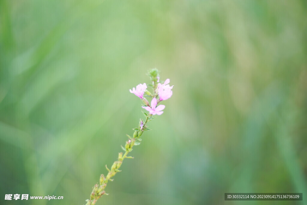 小花