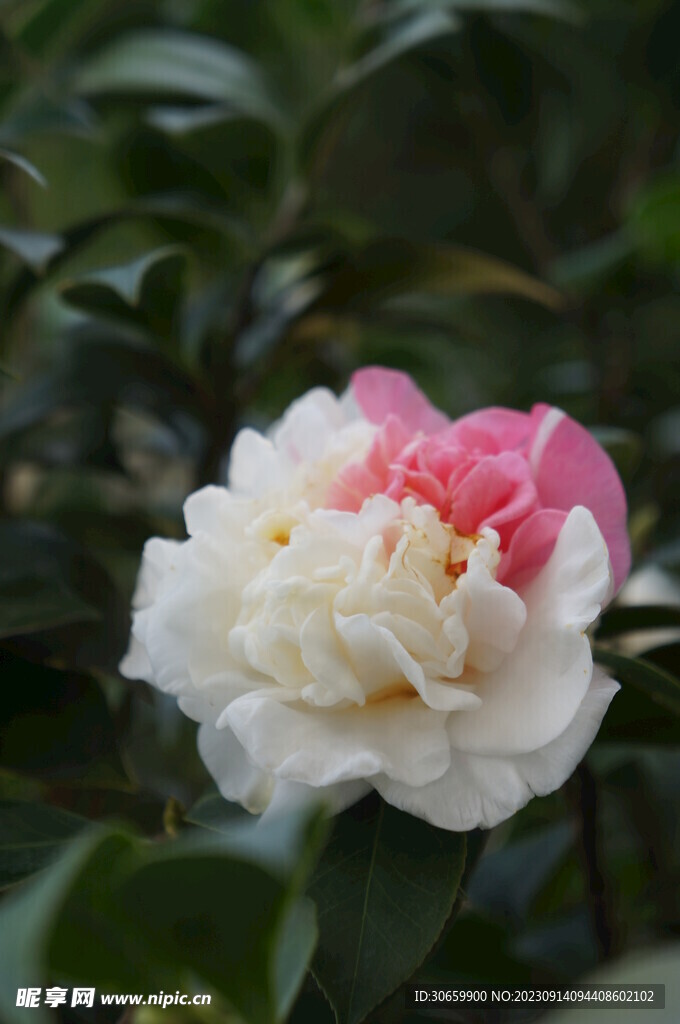 双色山茶花