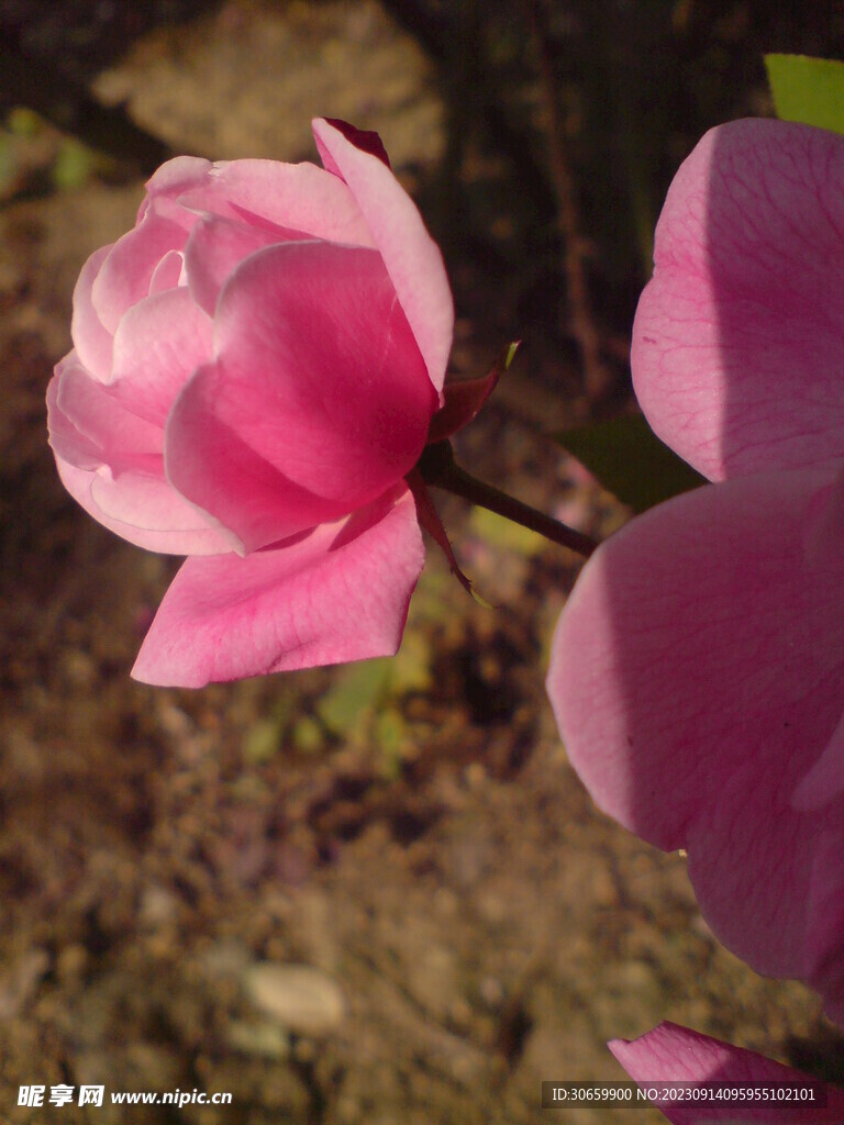 月季花