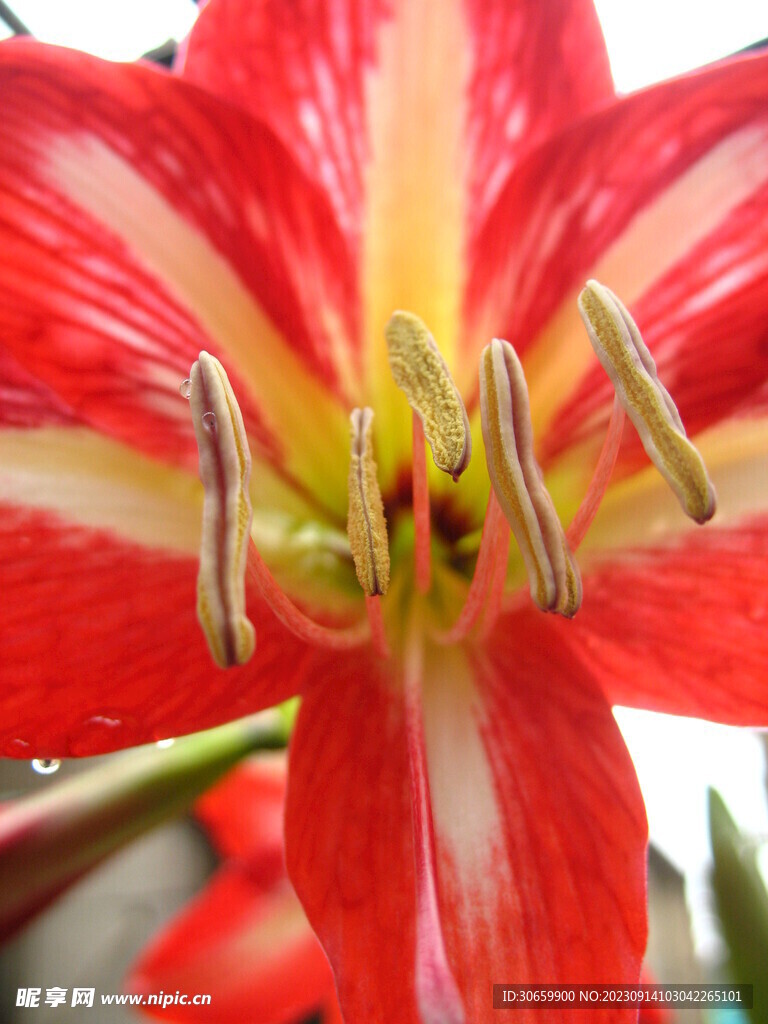 朱顶红
