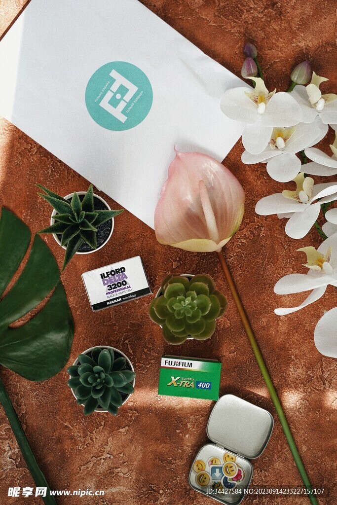 绿植多肉和花烛场景