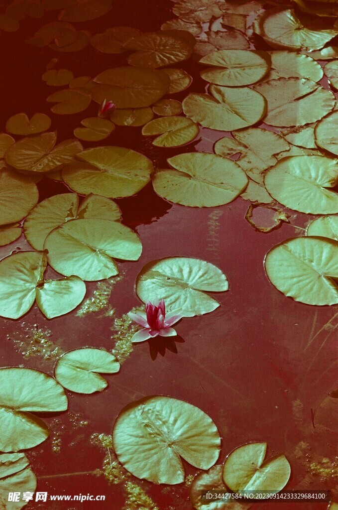 莲花池