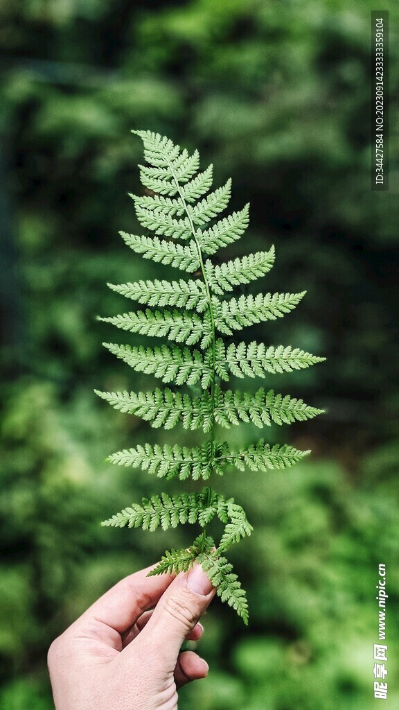 阙类植物叶子