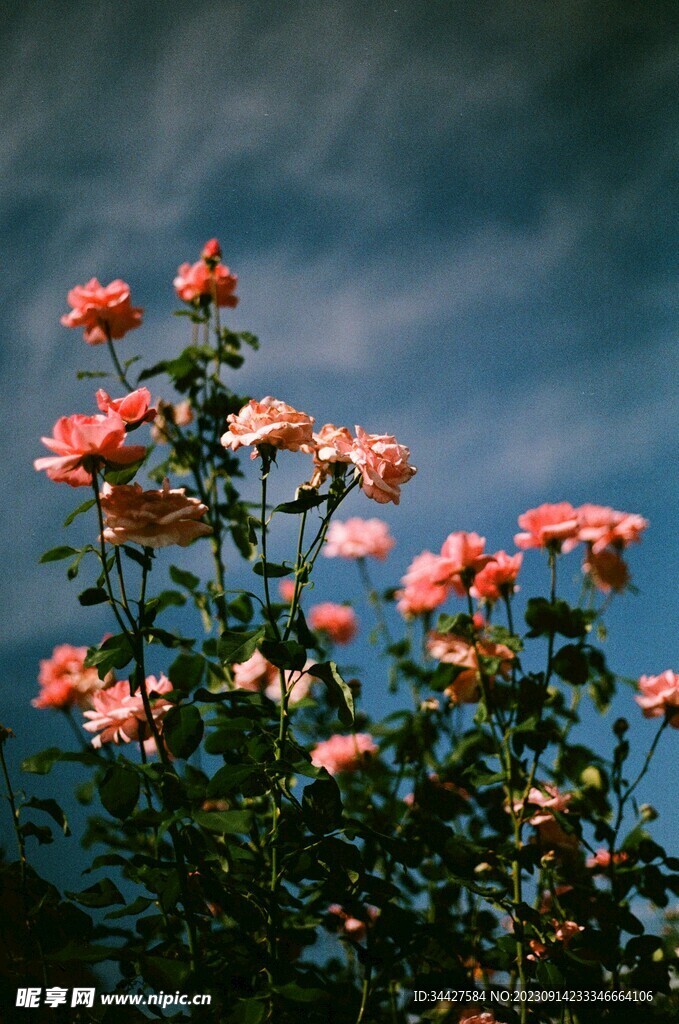 蔷薇花
