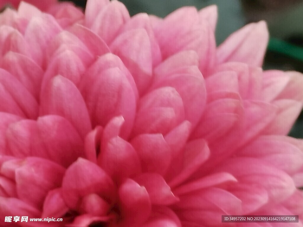 特色菊花