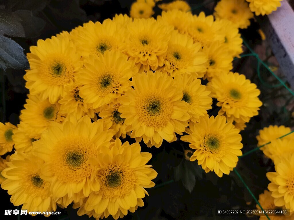 特色菊花