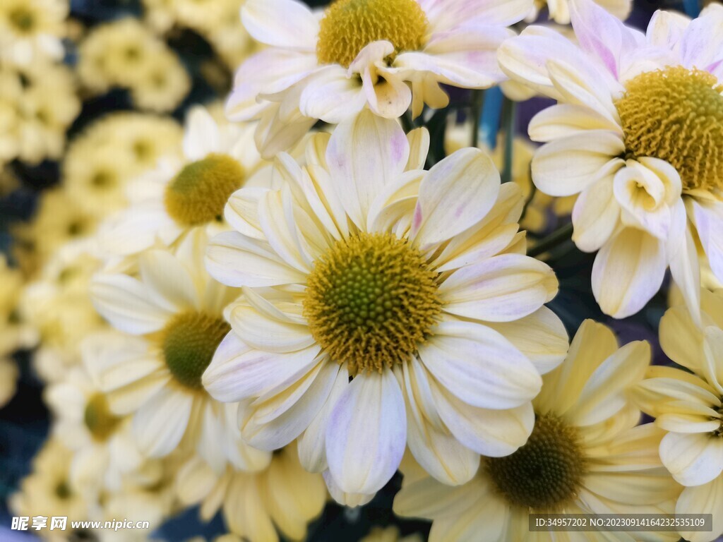 特色菊花