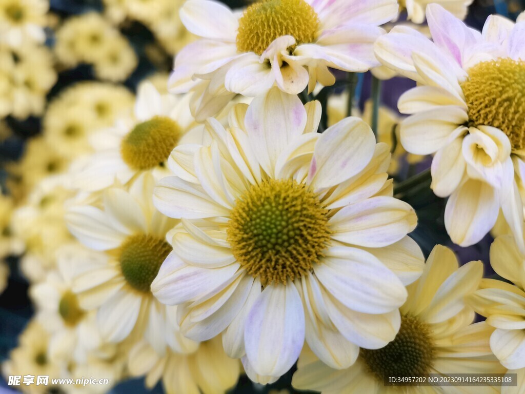 特色菊花