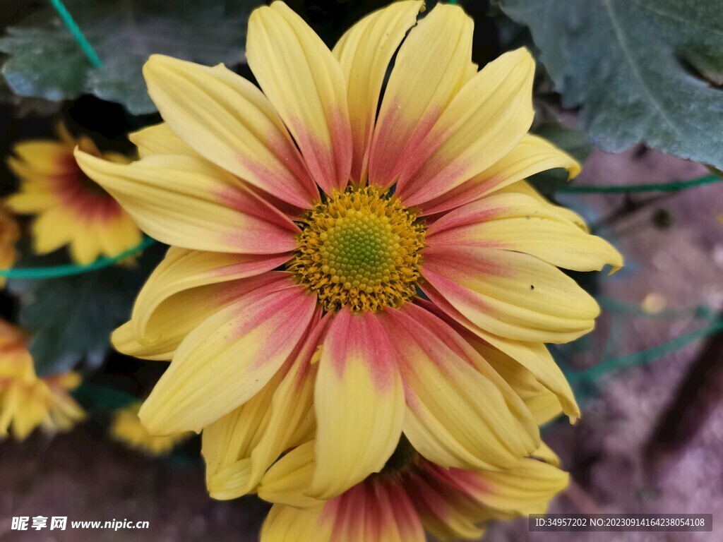 特色菊花