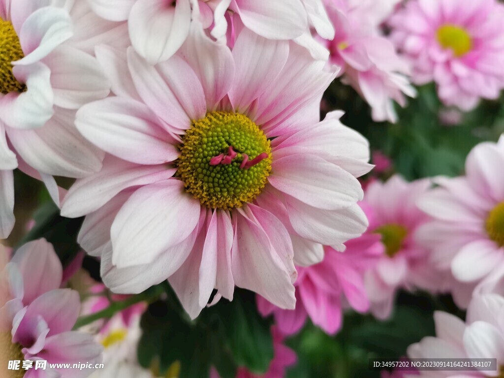 特色菊花