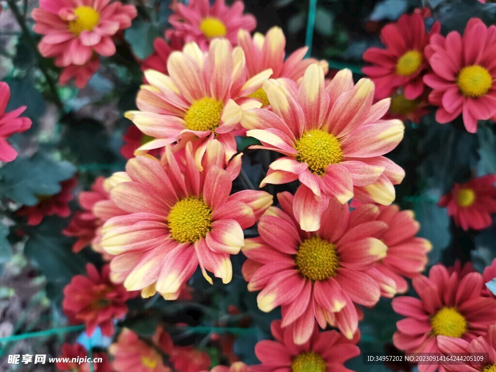 特色菊花