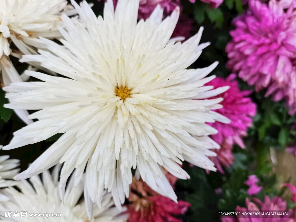 特色菊花