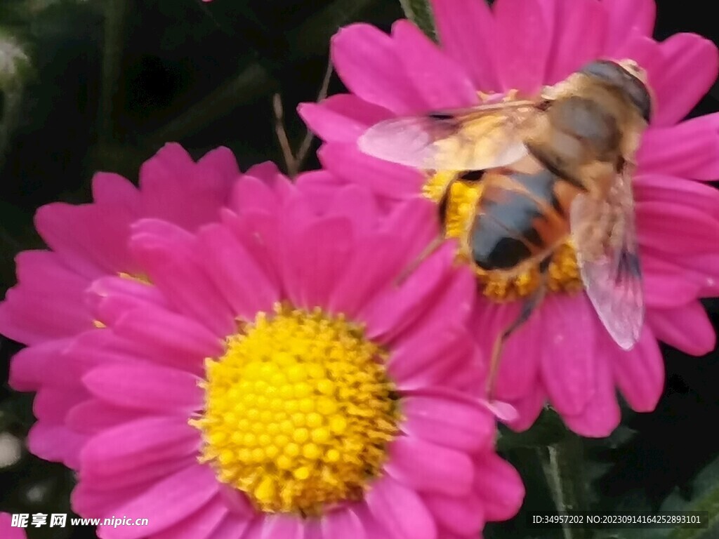 特色菊花