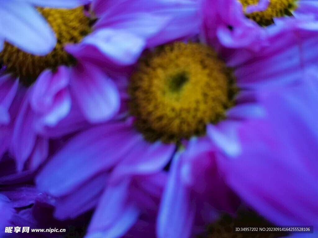 特色菊花