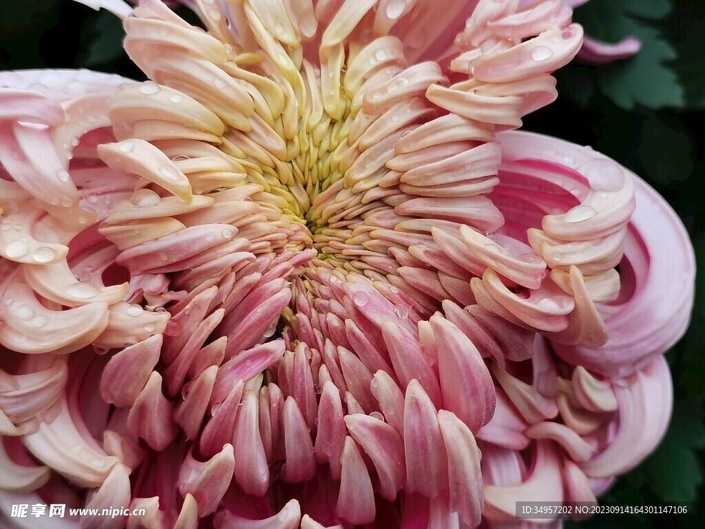 菊花