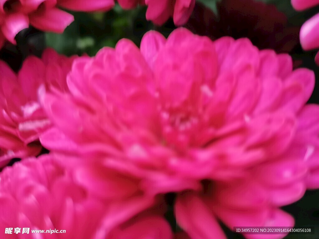 特色菊花