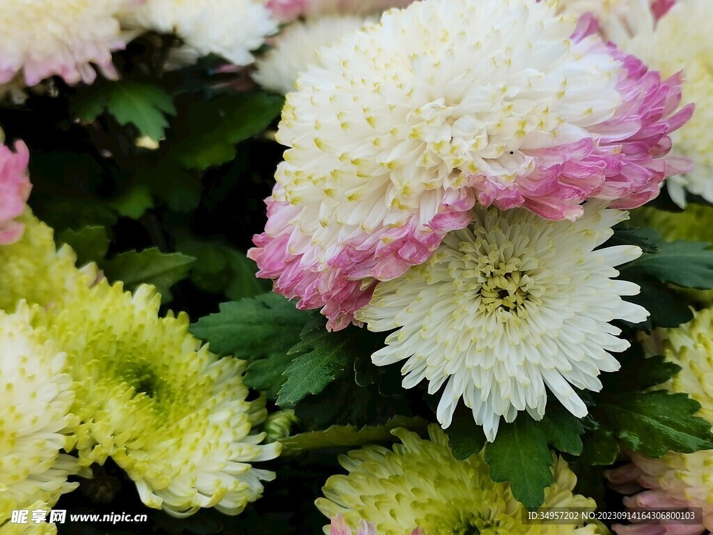 特色菊花