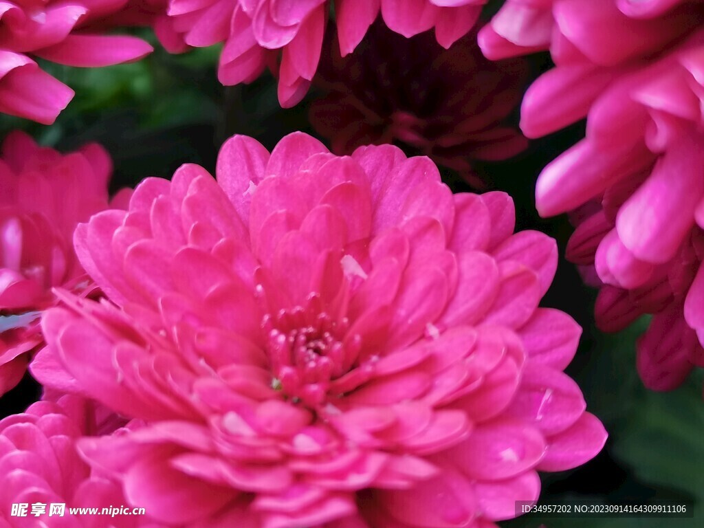 特色菊花