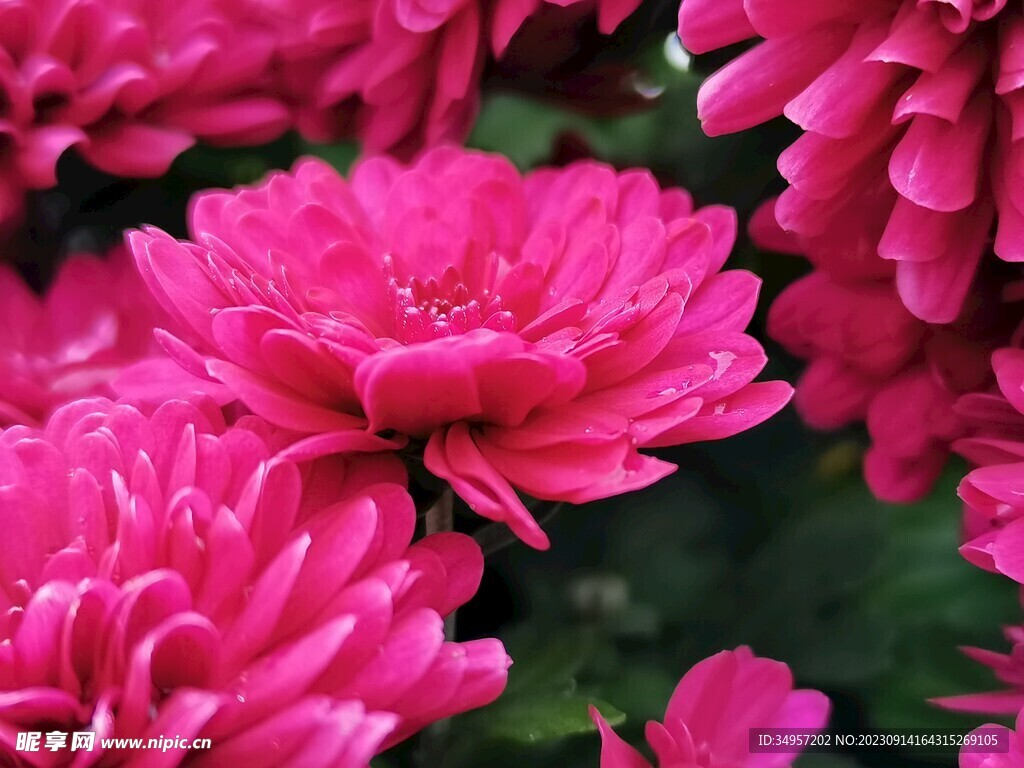 特色菊花