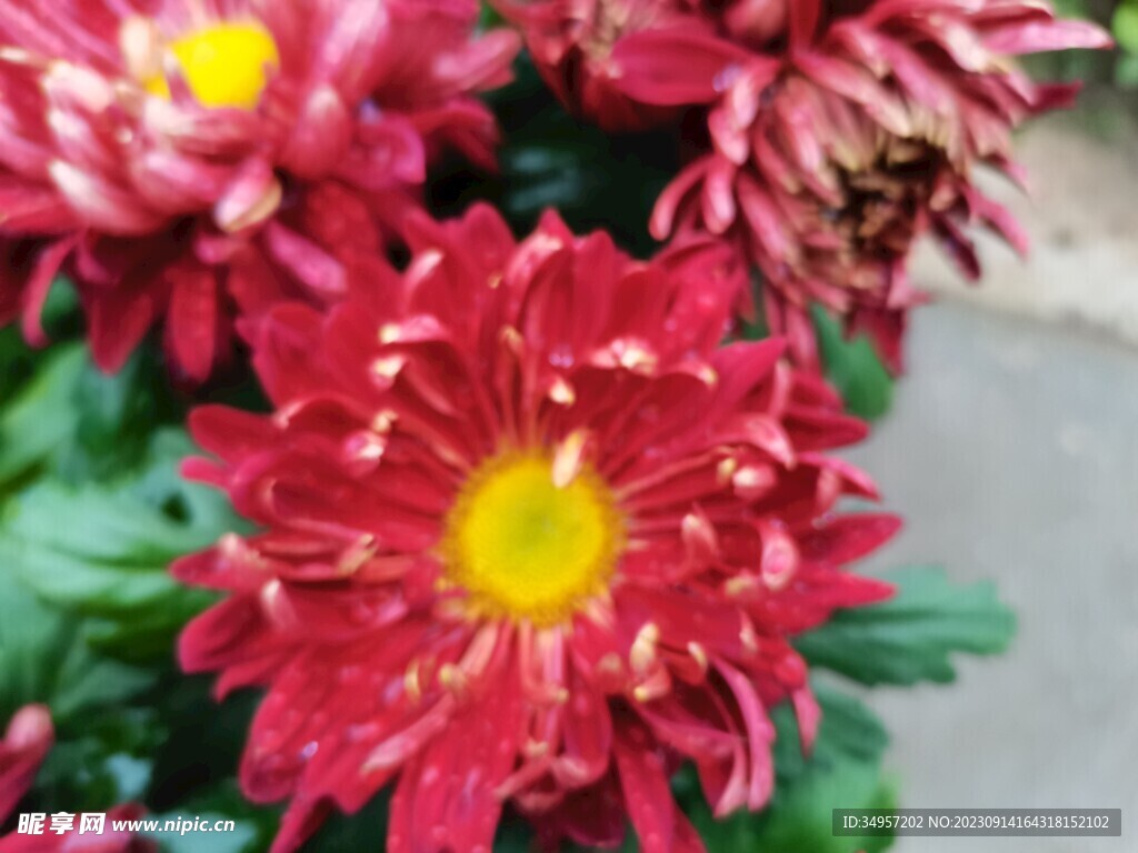 特色菊花