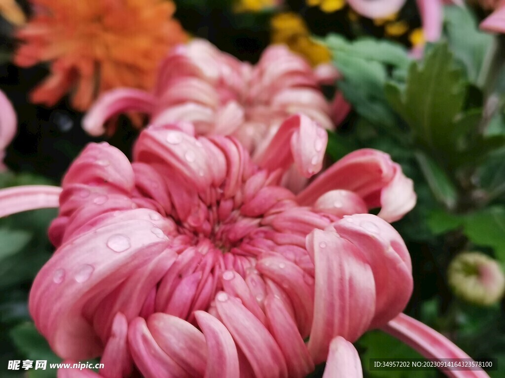 特色菊花