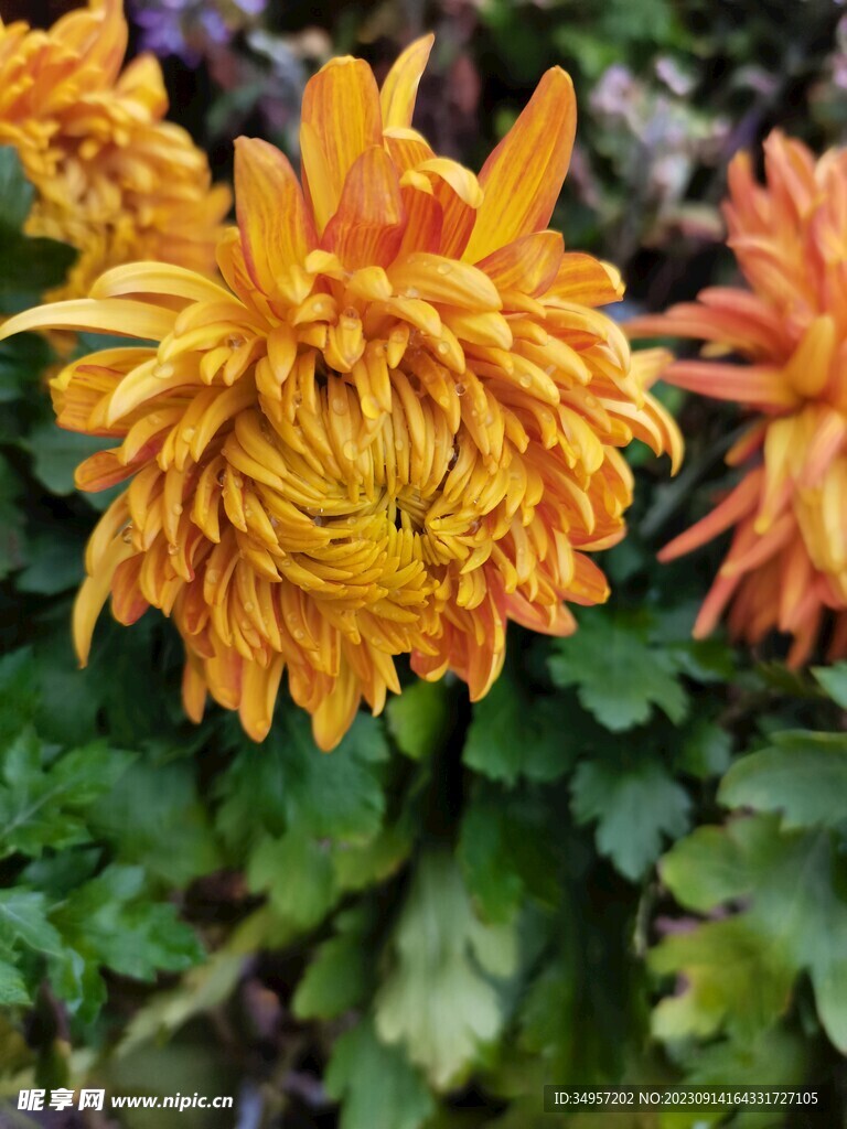 特色菊花
